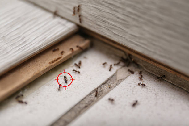 Best Affordable Pest Control Services  in Frazeysburg, OH