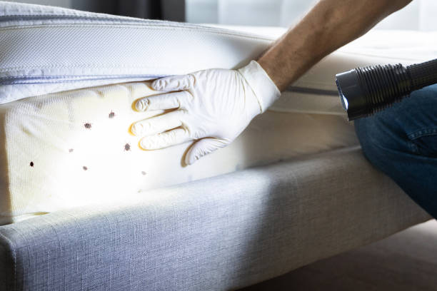 Best Cockroach Control Services  in Frazeysburg, OH