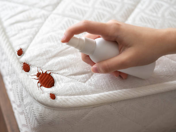 Best Termite Control Services  in Frazeysburg, OH