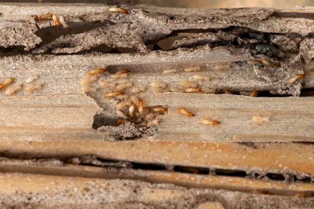 Best Commercial Pest Control Services  in Frazeysburg, OH