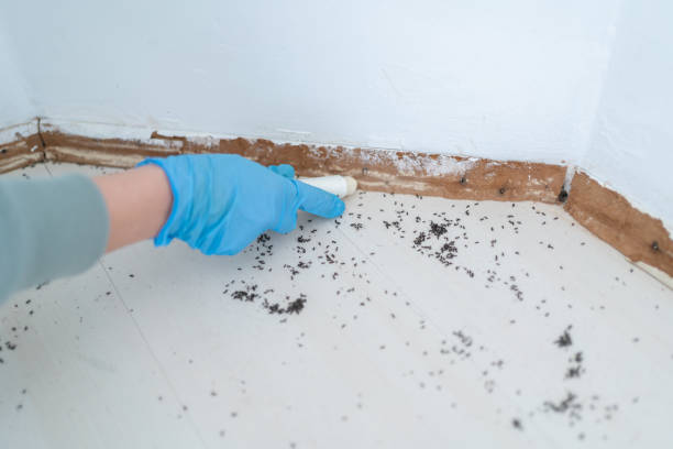 Best Flea Control Services  in Frazeysburg, OH
